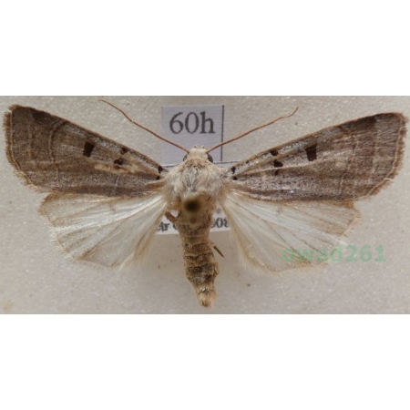 Eugnorisma glareosa (Esper, 1788) Czech60h